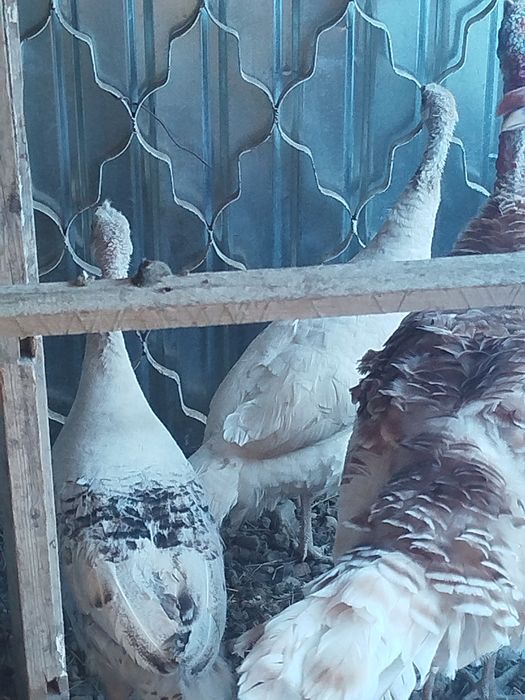 Продам индюшек годовалых