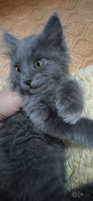 Котенок Мальчик Породистый