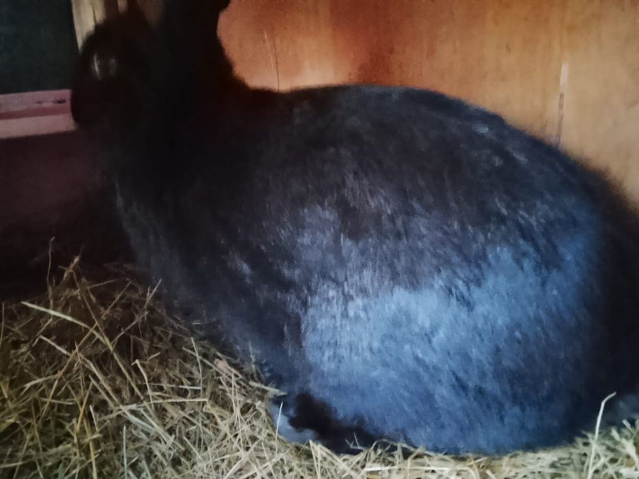 Продаются  5 и 8  месячные кролики