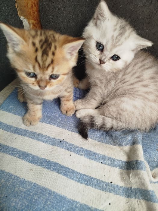 Шотландские котята