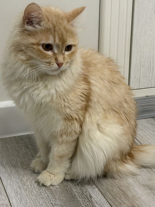 Кот, молодой парень Персик, в поисках семьи.