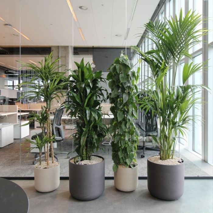 Скидка! Gul + tuvak растения + горшок