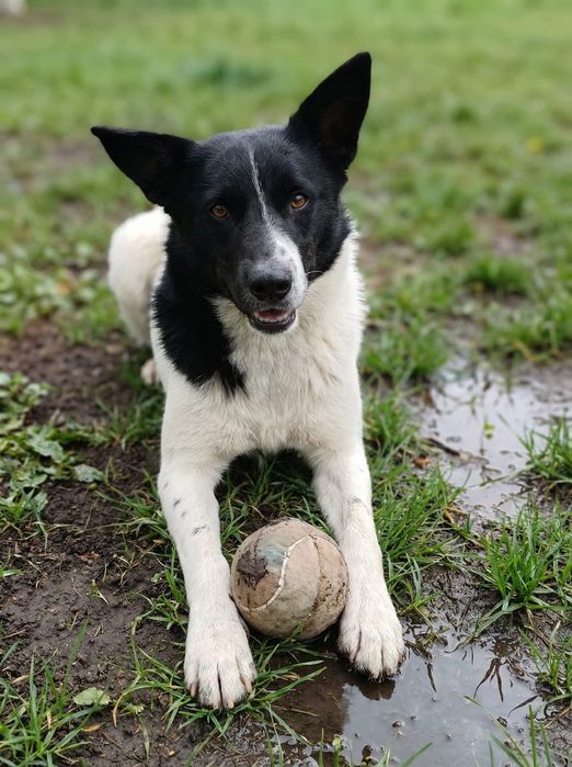 Красавица Леди ищет дом!