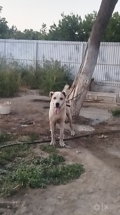 Toza Alabay sotiladi