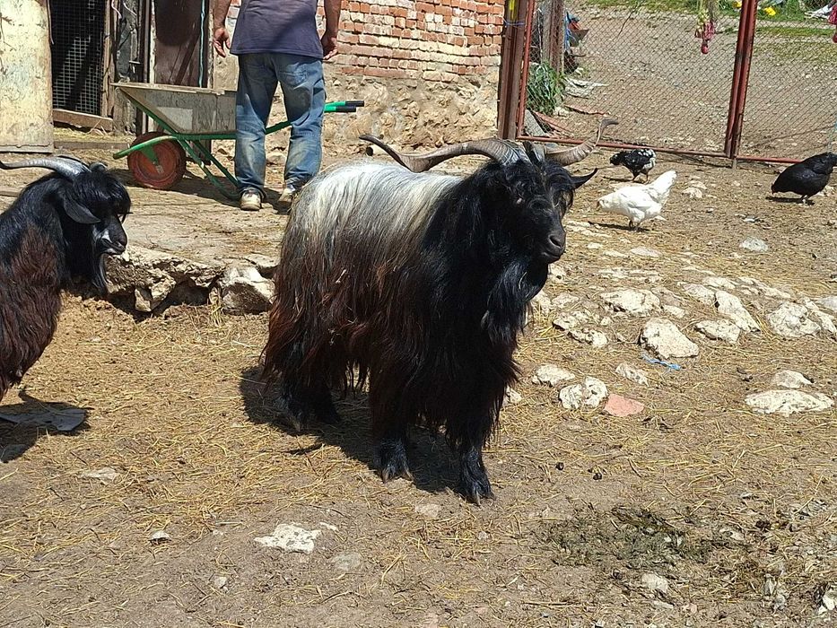 Селскостопански животни