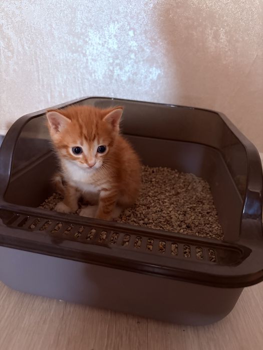 Отдам котят в добрые руки