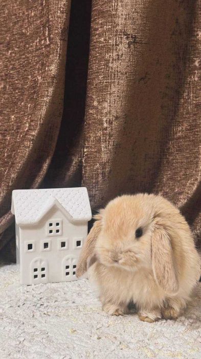 Декоративные кролики пара+клетка+корм