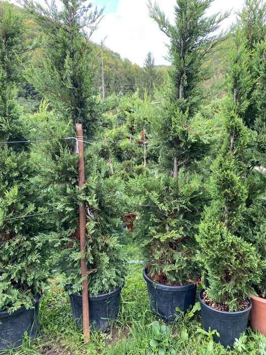 Leylandii de Gard Viu la Ghiveci