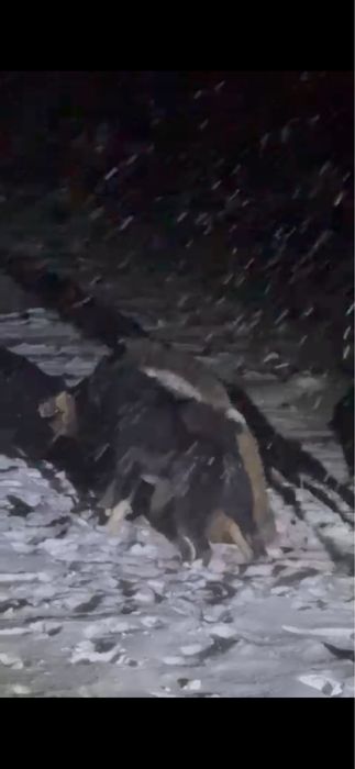 Шенки русско- европецской лайки