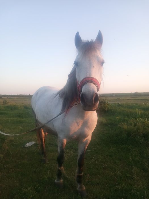 Vînd iapa are 8 ani