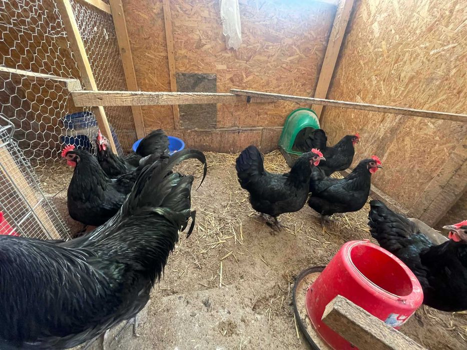 Gaini Australorp 2025