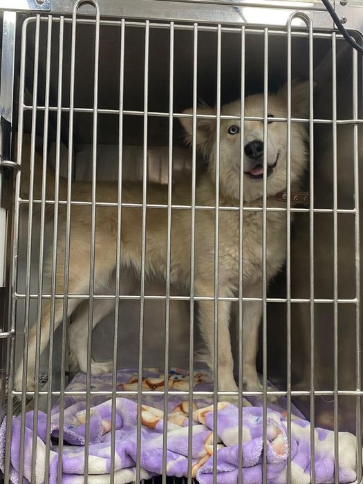 Собака Аманда в добрые руки!