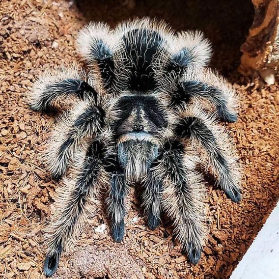 Tarantula Albopilosum