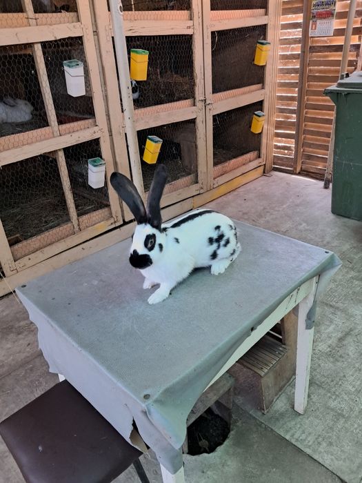 Vând Iepurii Uriaș German Pestriț