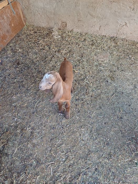 Таза канды сутты линянын каны