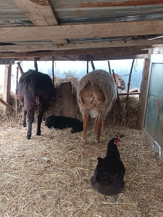 Гисар и обычный баран с ягненком