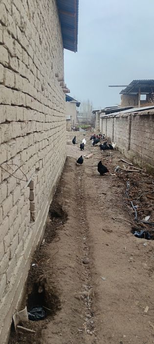 Астролоп хуроз товук жужалари сотилади