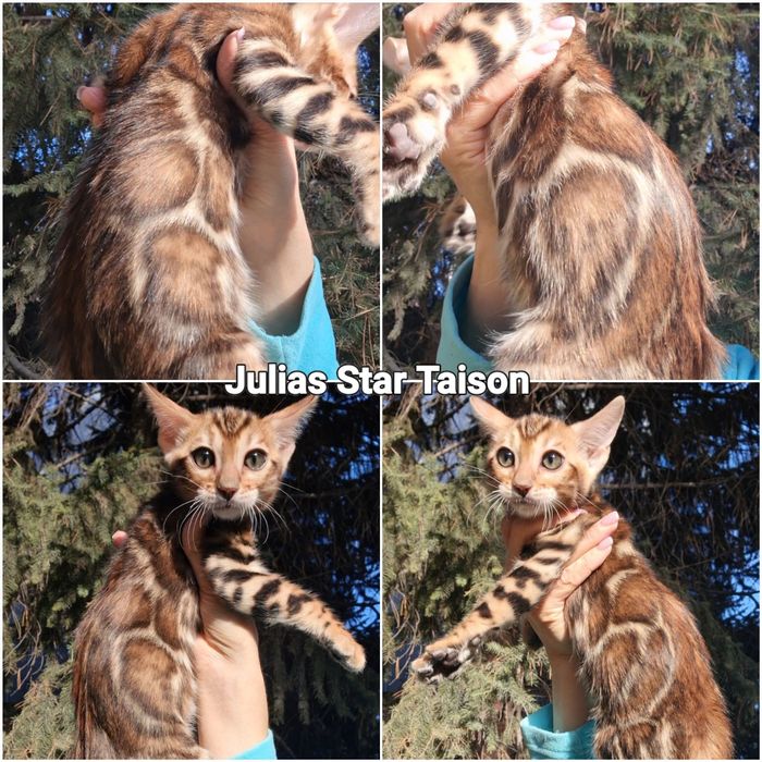 Бенгальские котята