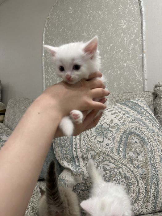Продам ангорских котят