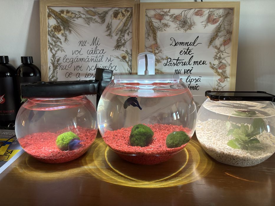 Bol/acvariu cu peste Betta si plante