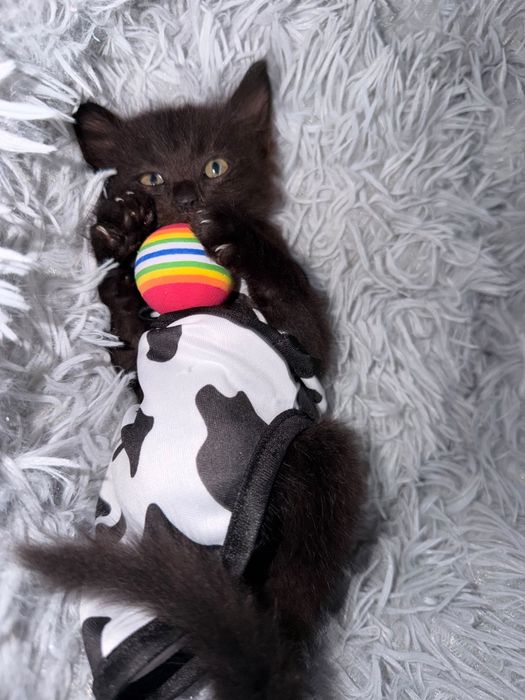 Котята в поисках родителей