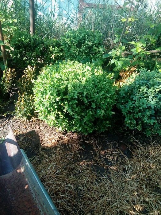 Vând Buxus Gard Viu