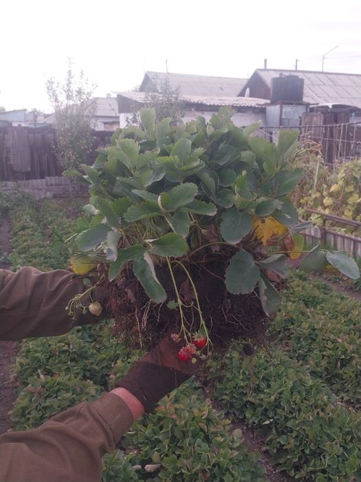 Кусты клубники продам