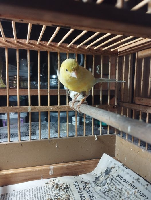 Продам кенора самца и двух самок