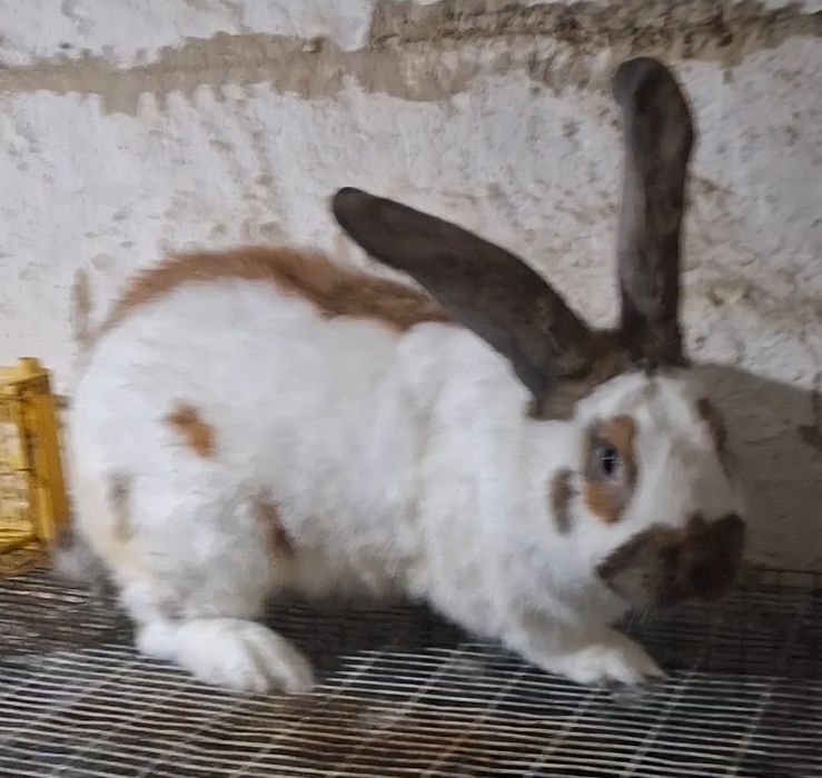 Продам крола строкач