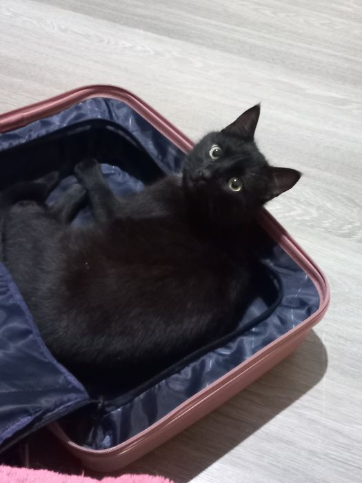 Кот в добрые руки