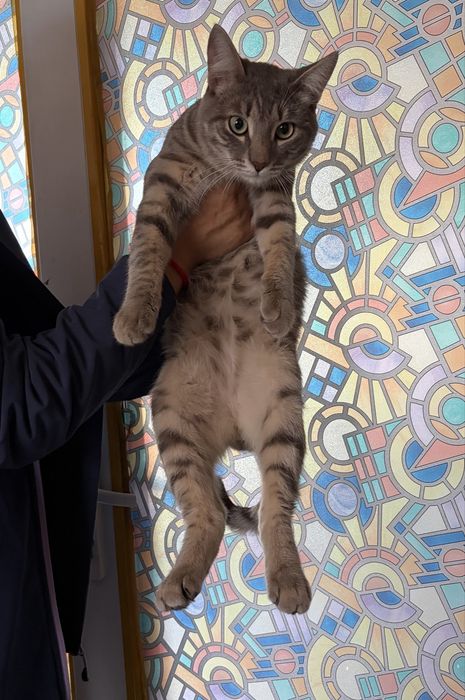 Отдам кота в добрые руки