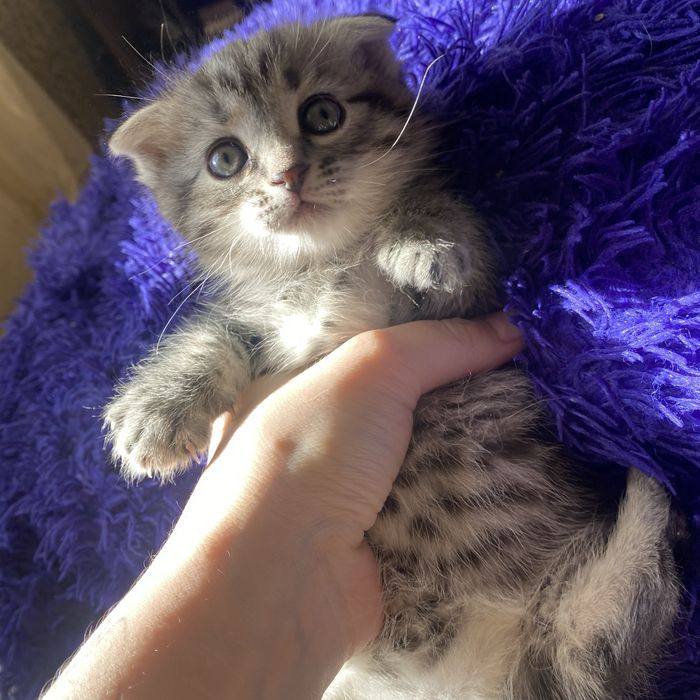 Британский котенок