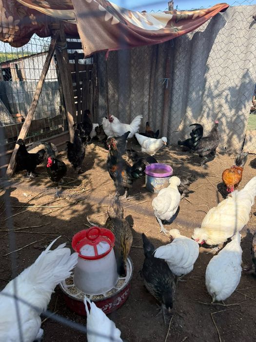 Găinușe pitici hibride între moțată olandeza și cochinchina pitica!