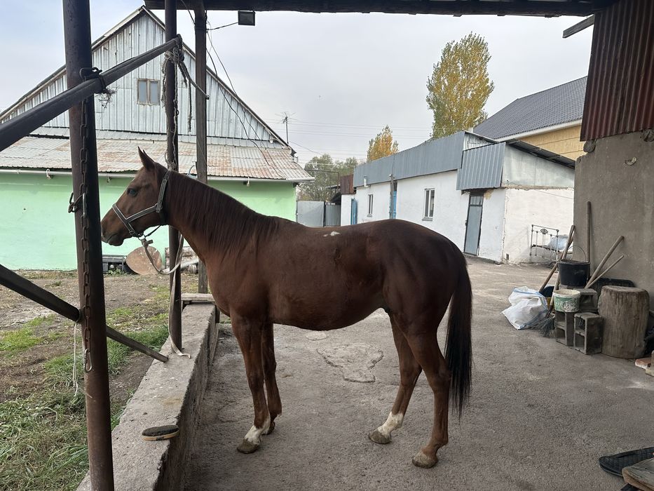 Тазаканды айгыр сатылады