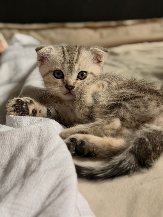 Котята Актобе скоттиш фолд