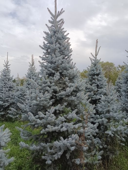 Голубые елки крупномеры