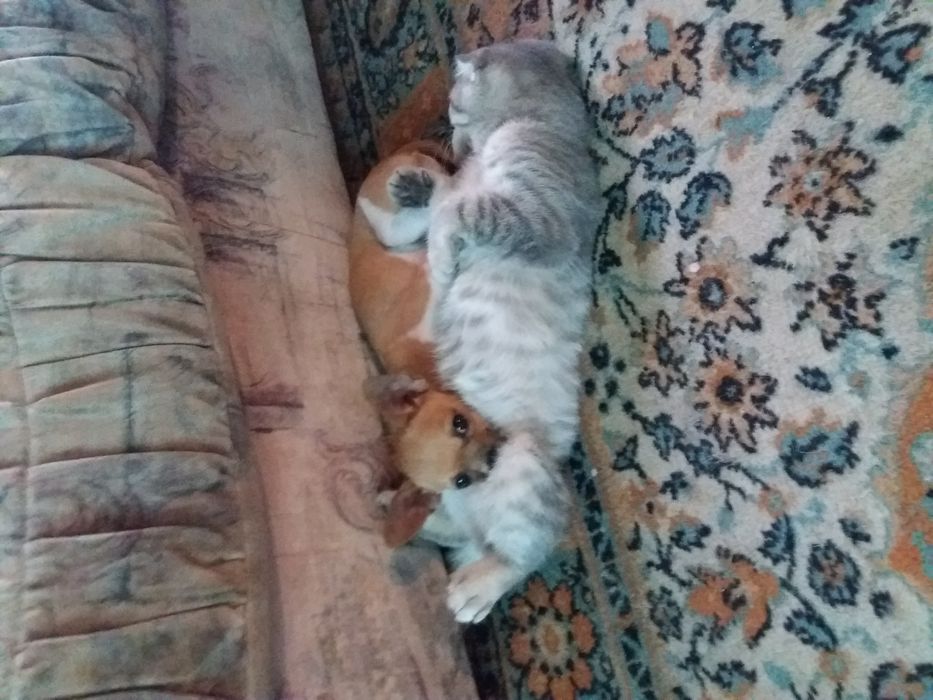 Вязка мини Чихуахуа