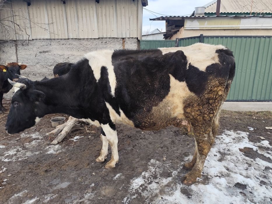 Продам  корову с телёнка