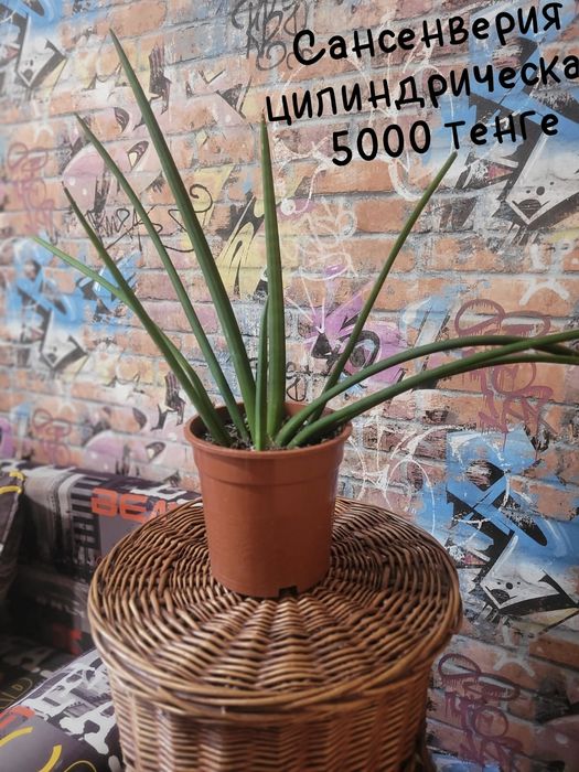 Продам цветы от 500 до  5000