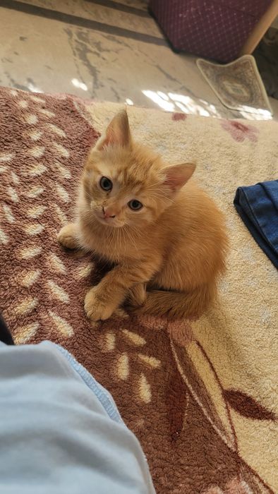 Отдам котят обе девочки породистые