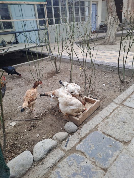 Soglom makiyanlar  300mingdan