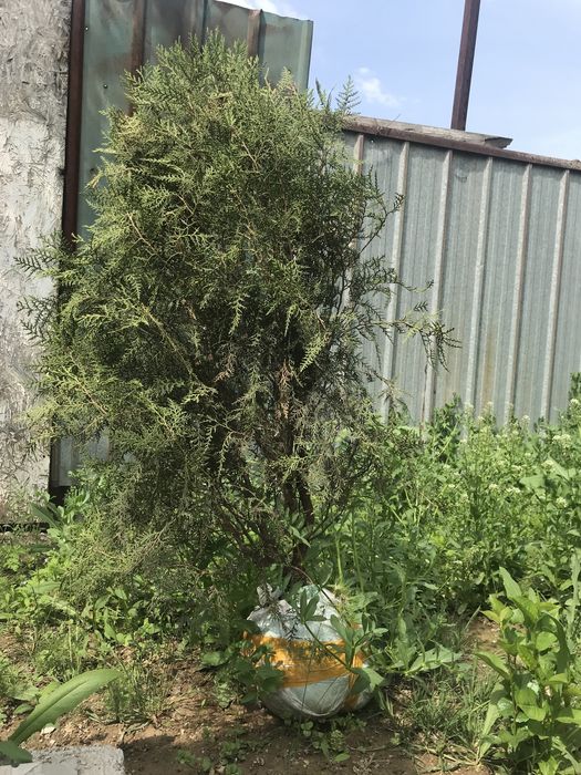 Продам арчу 5000