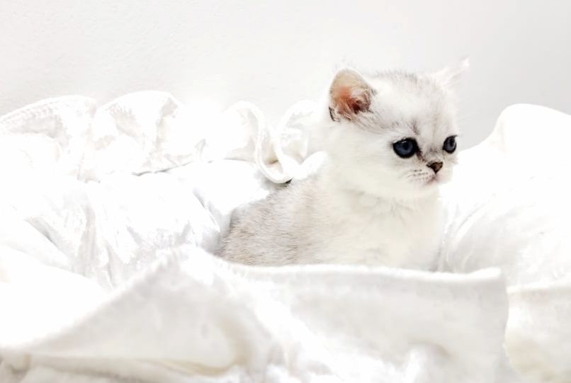 Бриташки ОчаРоваШки шинШиллы серебро