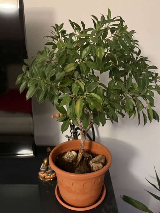 Plante de apartament/birou