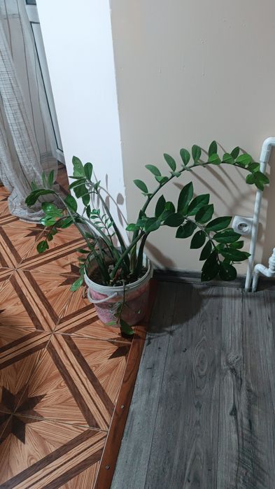 Денежное дерево, комнатные цветы