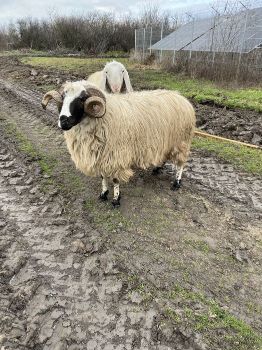 De vânzare berbec breaz