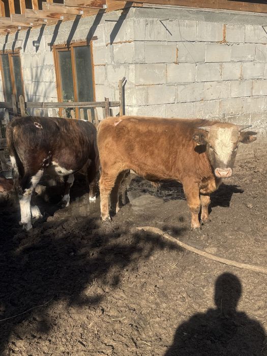 Продам бычков 10 голов