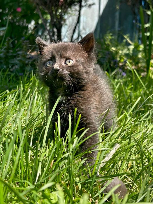 Отдам черную кошечку