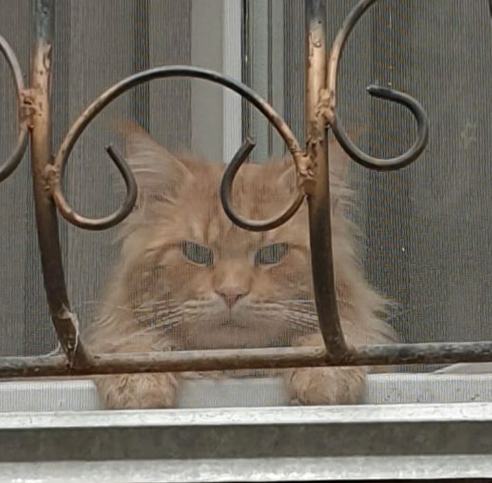 Вязка. Кот мейн-кун.