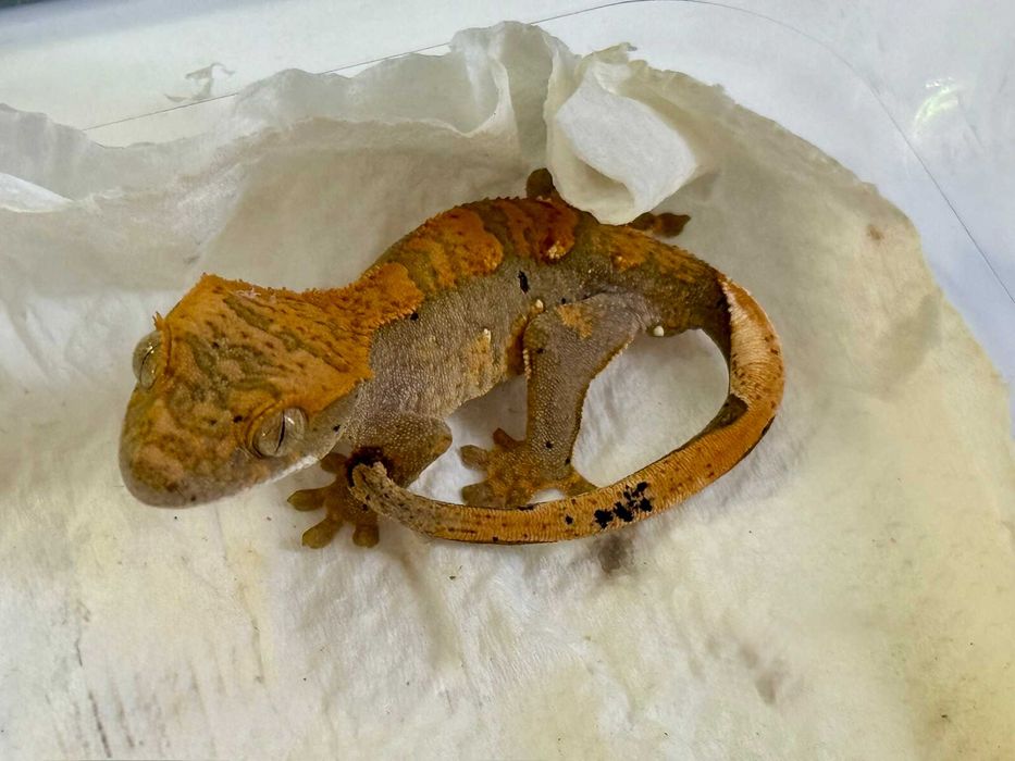 Бебета ресничест гекон (Correlophus ciliatus)